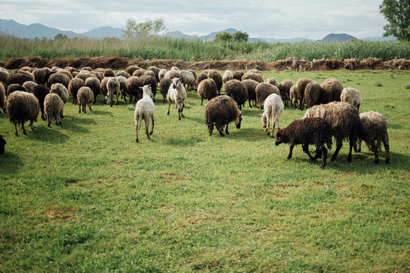 long-shot-herd-sheep-eating-grass-pasture_23-2148214211.jpg